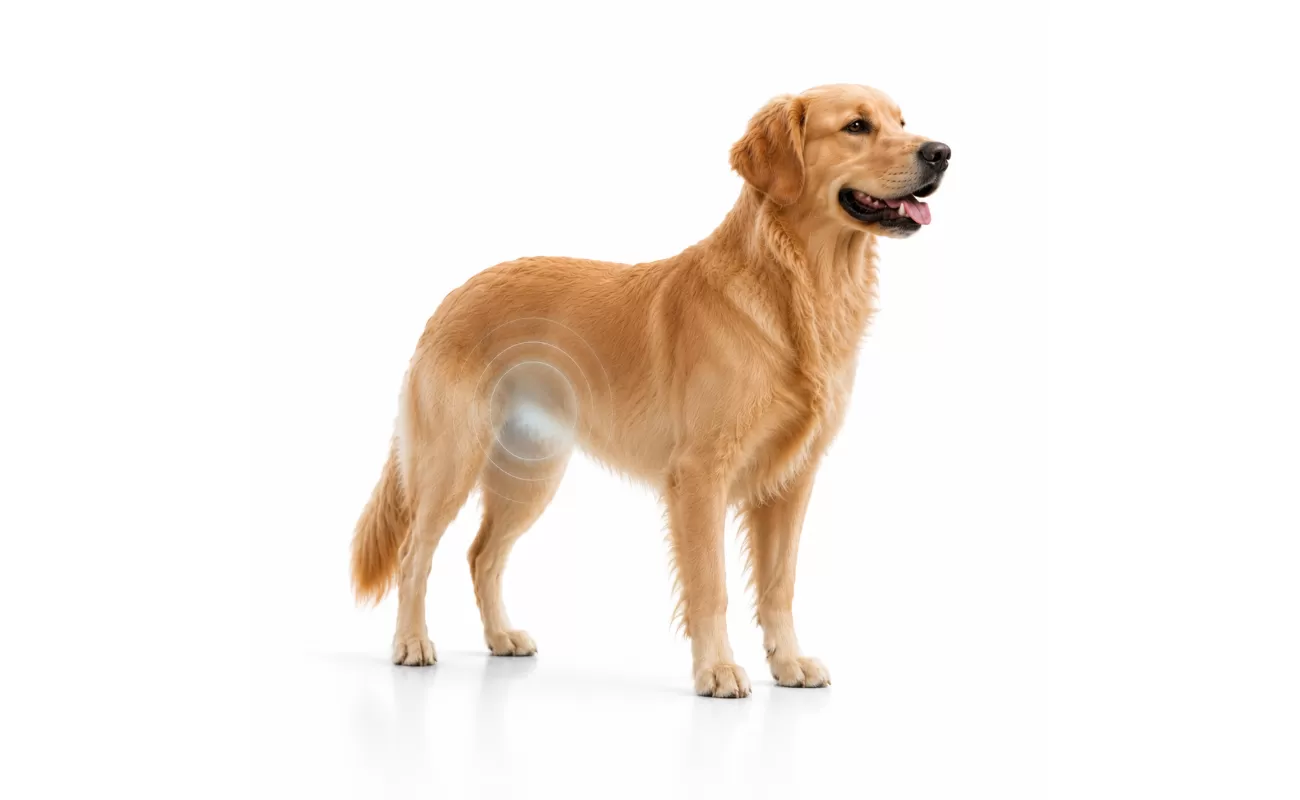 Canine Reproductive Infectious Panel