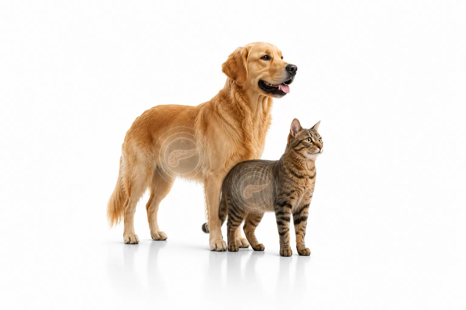 Canine & Feline Pancreatic Lipase (PLI)