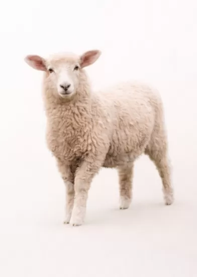 Ovine